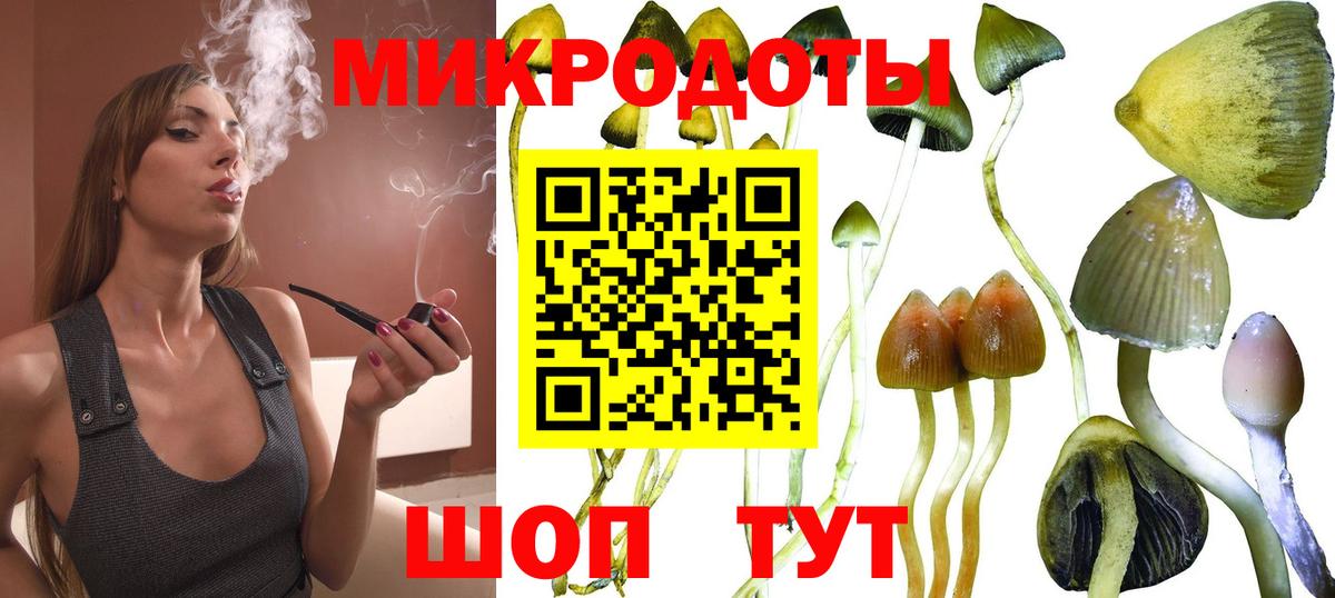 Будённовск  Псилоцибиновые грибы Psilocybe  Вход с VPN 